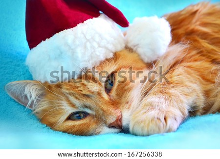 Funny cat in Santa Claus red hat