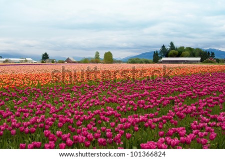 Tulip field with colorful rows of flowers, tulip festival in Washington state