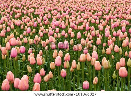 Tulip field with pink  flowers, tulip festival in Washington state