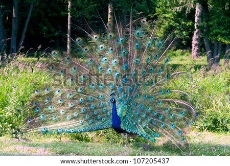 Peacock with open tail in Olympic Game Farm