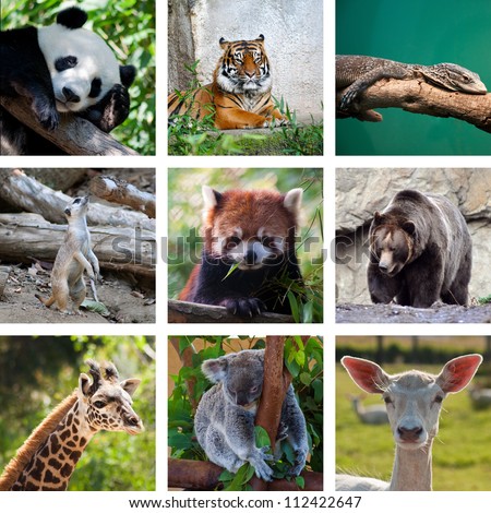 Different animals collage with nine photos