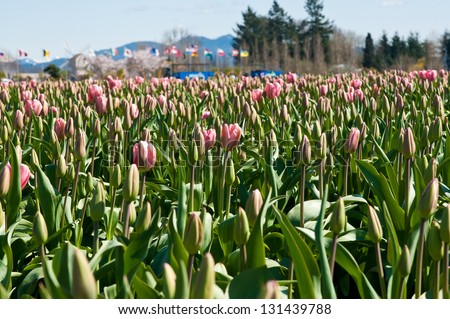 Tulip field with pink  flowers, tulip festival in Washington state