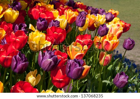 Multicolored tulips, tulip festival in Roozengaarde