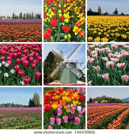 Tulip field with multicolored flowers collage, tulip festival in Roozengaarde