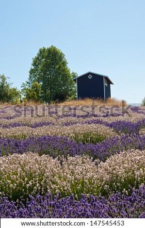 Lavender field landscape with house, lavender storage