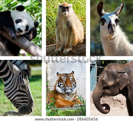 Zoo animals collage of 6 photos