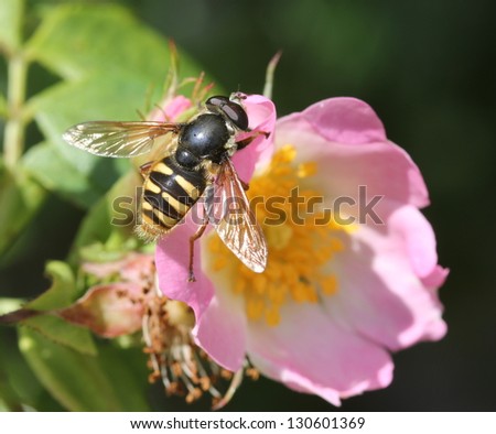Hover fly (Sericomyia silentis) on a Dog Rose (Rosa canina)