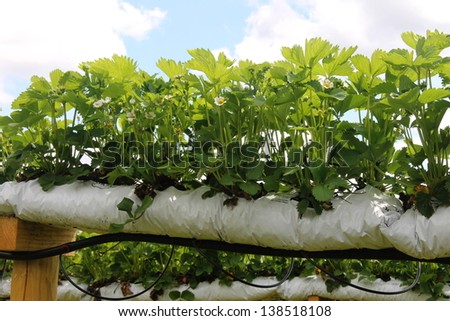 Strawberries growing in grow bags suspended at shoulder height to make picking easier.