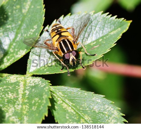 Hover fly (Sericomyia silentis) on a leaf