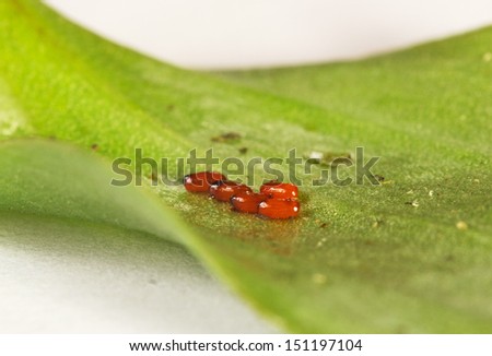 Lily beetle eggs stuck to a leaf