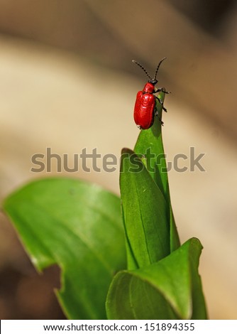 A bright red Lily Beetle on a leaf (Lilioceris lilii; red / leaf lily beetle)
