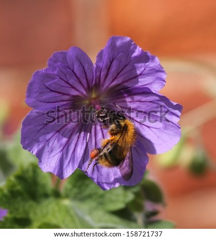 A bumble bee having to work hard to get the pollen from a purple flower