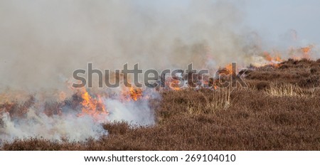 Heather burning on the North York Moors, important grouse moor management on the route of the Tour of Yorkshire cycle race. New shoots will grow from the burnt heather and provide food for young birds