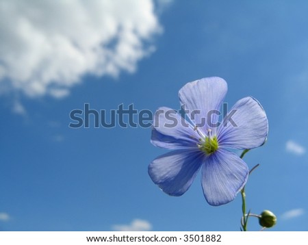 blue flower in the sky background