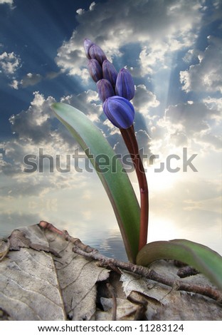 Violet flower above sky backgtound