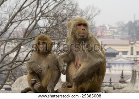 Monkeys at the Monkey Temple