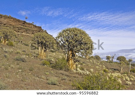 Distant view of Quiver Trees (Aloe dichotoma) in Quiver Forest, Gannabos, Northern Cape, South Africa, Africa