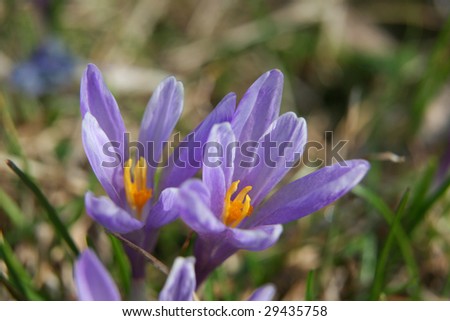saffron, Crocus sativus