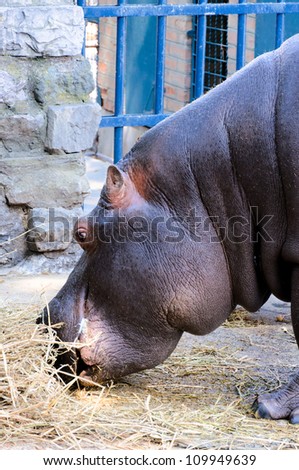 Hippo have a meal in the zoo
