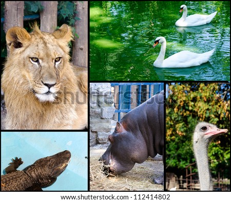 Wild animals in the zoo collage