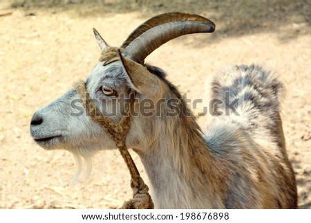 Portrait of a young white horned goat on the farm