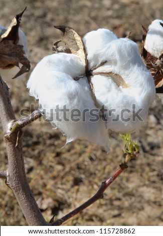 vertical orientation close up of a cotton plant with copy space/Cotton Close Up