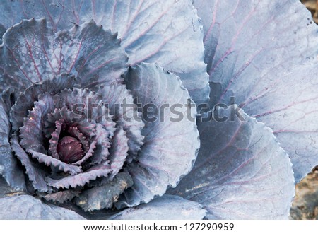 horizontal orientation close up of a winter cabbage with copy space / Cabbage Patch