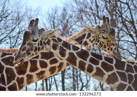 horizontal orientation close up of two giraffes with their necks crossed into an \
