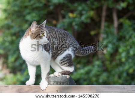 horizontal orientation close up of a cat on a fence outside with lush green background and copy space/  Family Mouser