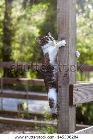 vertical orientation close up of a cat climbing a post outdoor on a sunny day with copy space / Hanging on for Dear Life