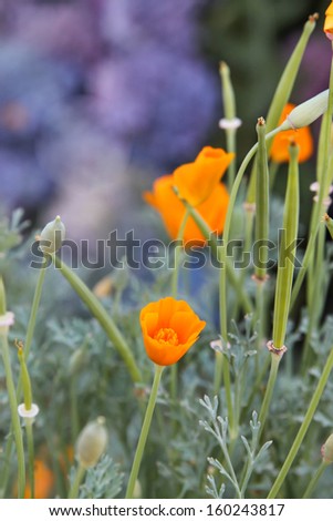 vertical orientation close up of the California Poppy, California\'s State Flower with copy space /  Close Up of the California Poppy