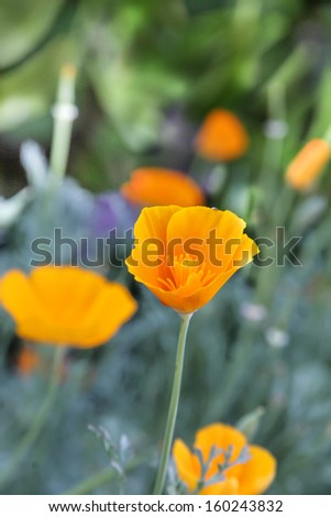 vertical orientation close up of the California Poppy, California\'s State Flower with copy space / The California Poppy - California\'s State Flower