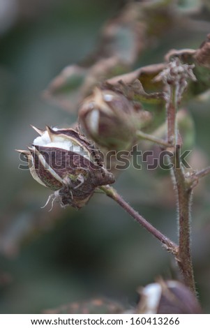 vertical orientation close up of cotton plant with bud just starting to bloom and copy space / Stages of the Cotton Plant\'s Growth