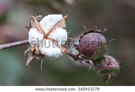 horizontal orientation close up of cotton plant in full bloom with copy space / Southern Cotton Crop