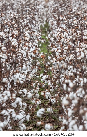 vertical orientation of rows of cotton plants in full bloom with copy space / Rows of Cotton Plants