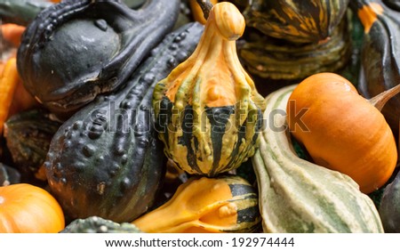 horizontal orientation of many colorful gourds with a variety of shapes and colors with copy space / Horizontal Gourds