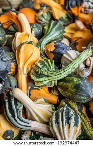 vertical orientation of many colorful gourds with a variety of shapes and copy space / Vertical Gourds