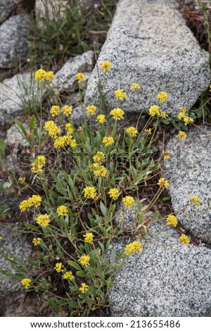 vertical orientation close up of yellow wildflowers growing among granite rocks near Alta, Utah, USA, with copy space / Yellow Wildflowers and Granite - Vertical