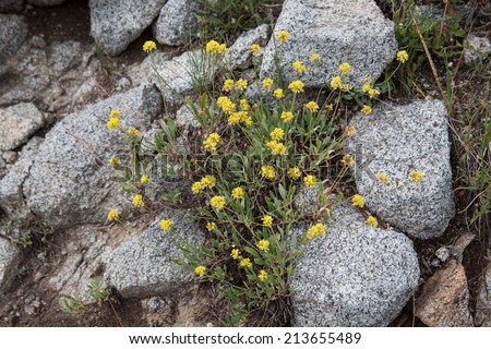 horizontal orientation close up of yellow wildflowers growing among granite rocks near Alta, Utah, USA, with copy space / Yellow Wildflowers and Granite - Horizontal