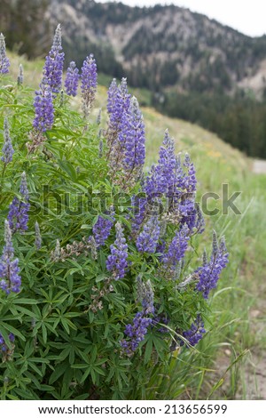 vertical orientation close up of lupine flowers in the foreground, and mountains in the background, in the town of Alta, Utah, USA / Lupine and Mountains - Vertical