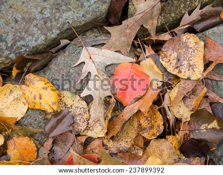 horizontal orientation close up of oak and other leaves against a rock border outside, with copy space / Fall Leaves and Rock - Horizontal