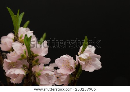 horizontal orientation close up of lovely, delicate peach blossoms isolated on a black background, with copy space / Peach Blossoms in Spring