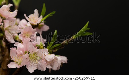 horizontal orientation close up of lovely, delicate peach blossoms isolated on a black background, with copy space / Peach Blossoms isolated on Black Background