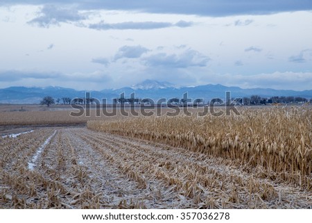 horizontal orientation color image of dried corn stalks in the foreground, with Long\'s Peak and mountains in the background / Corn fields and Long\'s Peak in Colorado