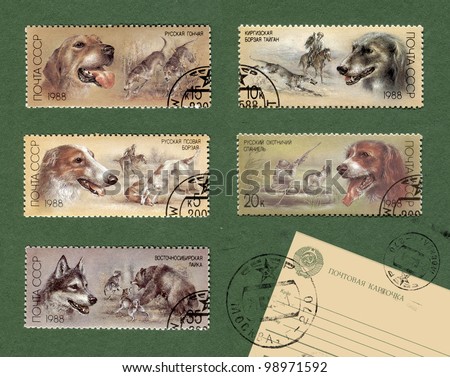 USSR - CIRCA 1988: A stamp printed in USSR, shows  series Hunting dogs, circa 1988