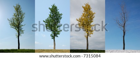 Four seasons.  Same tree in Spring, Summer, Autumn and Winter.\\
\\
Individual images also available in my portfolio.