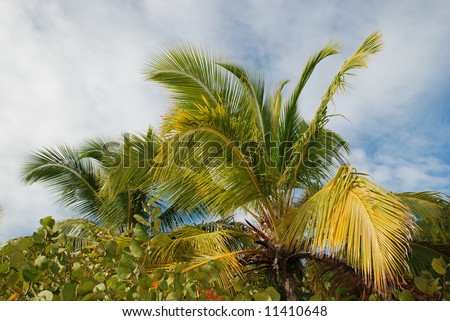 Palm tree canopy and sky.  British Virgin Islands.