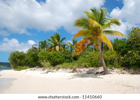 Colorful palm tree on desert island beach.  Sandy Cay.  British Virgin Islands.
