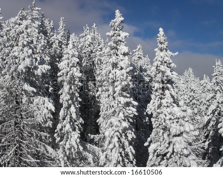 Snow covered pine trees.  Rocky Mountains.  Canada.