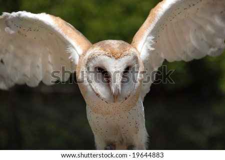 Barn owl taking flight